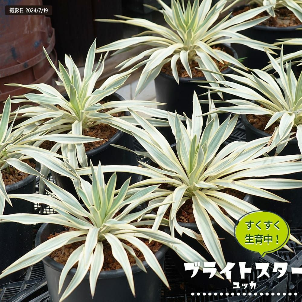ユッカ グロリオサ ブラストスター 苗 おすすめ 苗木部 By 花ひろば