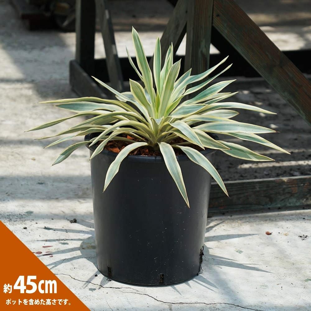 ユッカ グロリオサ ブラストスター 苗 おすすめ 苗木部 By 花ひろば