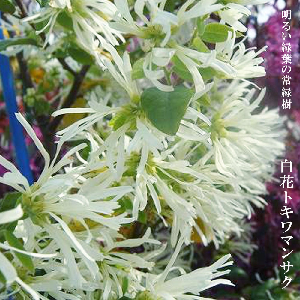 (3株まとめ)トキワマンサク 白花 苗木 庭木 000000008187-01.jpg?size=m&w=