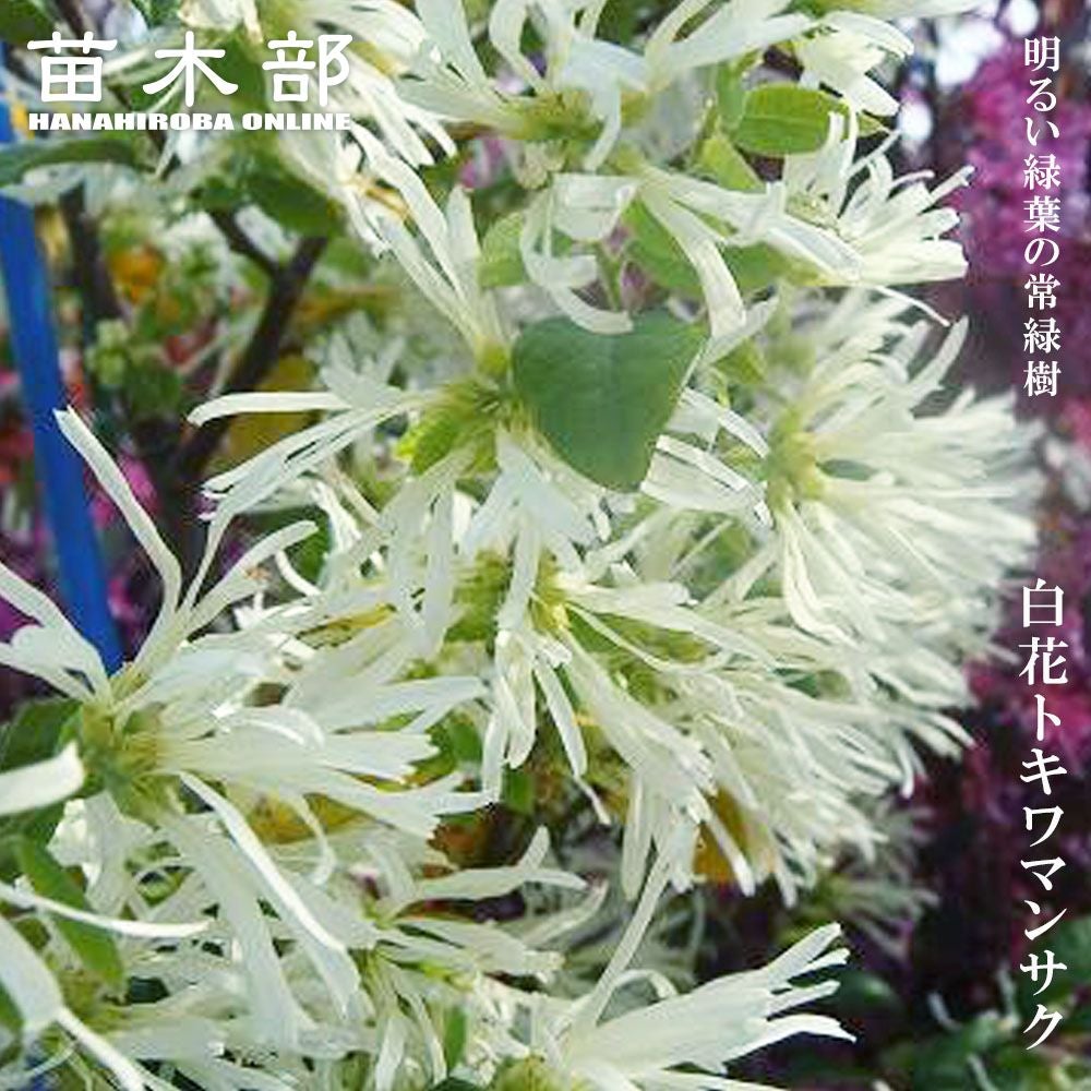 トキワマンサク 白花 苗 通販 苗木部 By 花ひろばオンライン