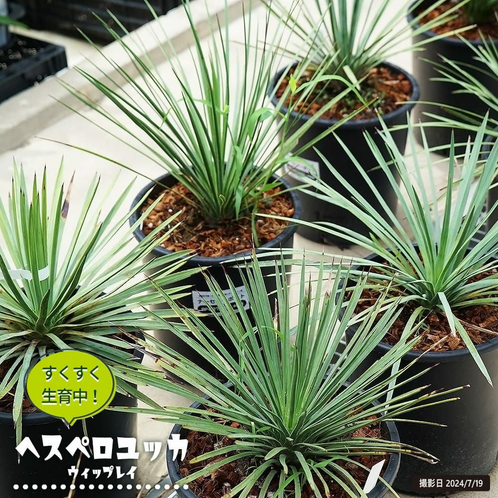 ダシリリオン ロンギシマム 苗 おすすめ 苗木部 By 花ひろばオンライン