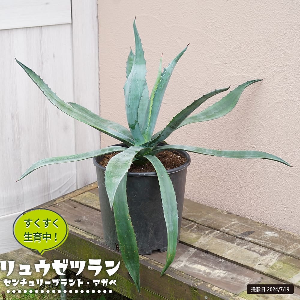 000000108112-01.jpg?size=l&w=