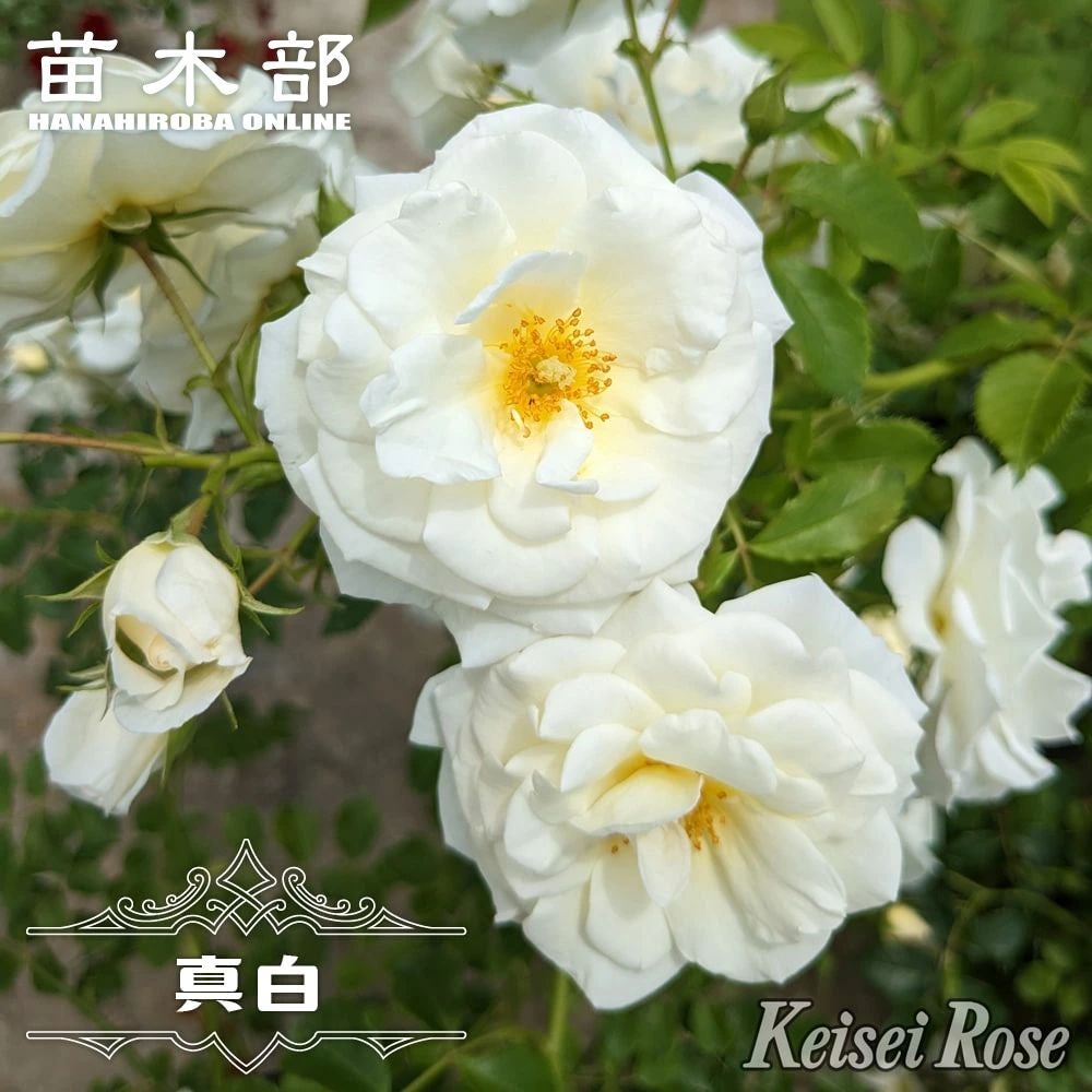 白いバラ | 苗木部 本店 By 花ひろばオンライン