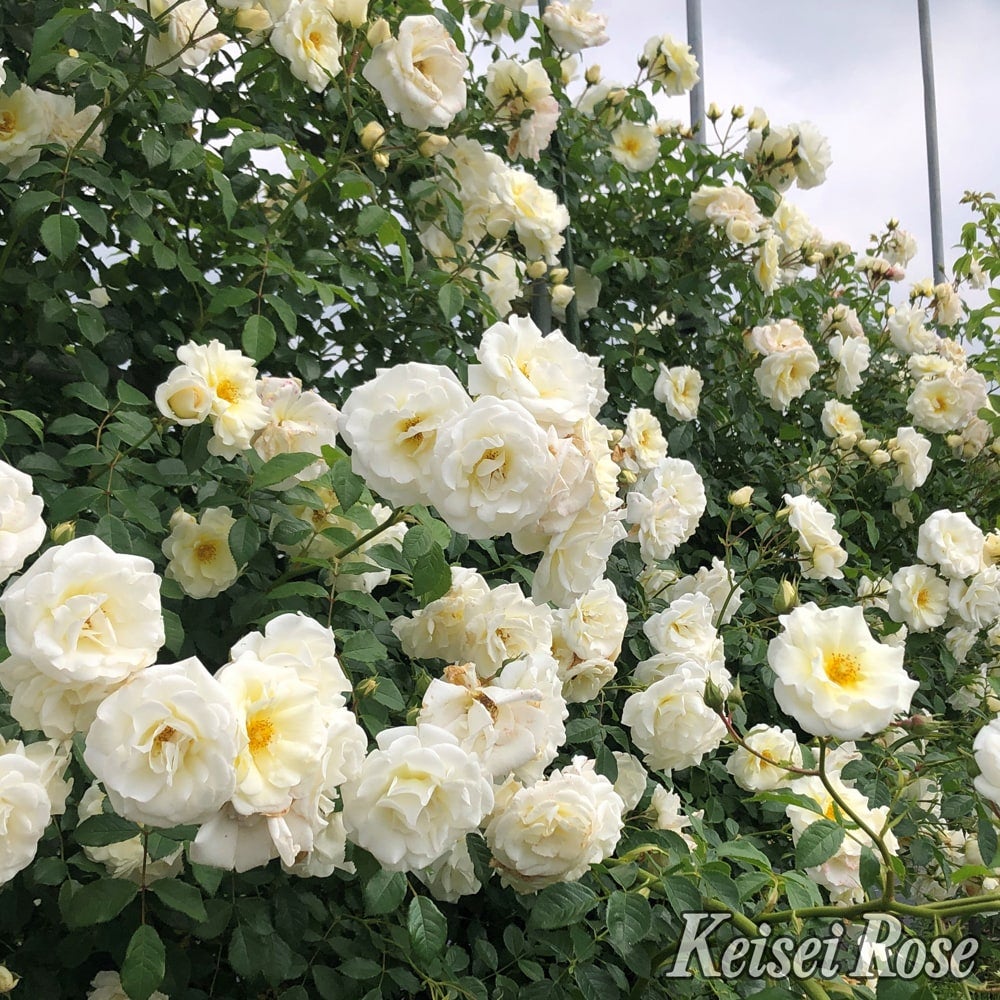 秦森康屯　白バラ 000000108307-02.jpg?size=l&w=