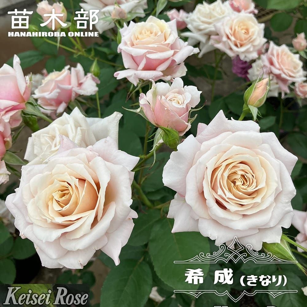バラ苗(成木)まとめて10鉢 バラ苗 【希成 (きなり)】 (新苗植え替え) ハイブリッドティー