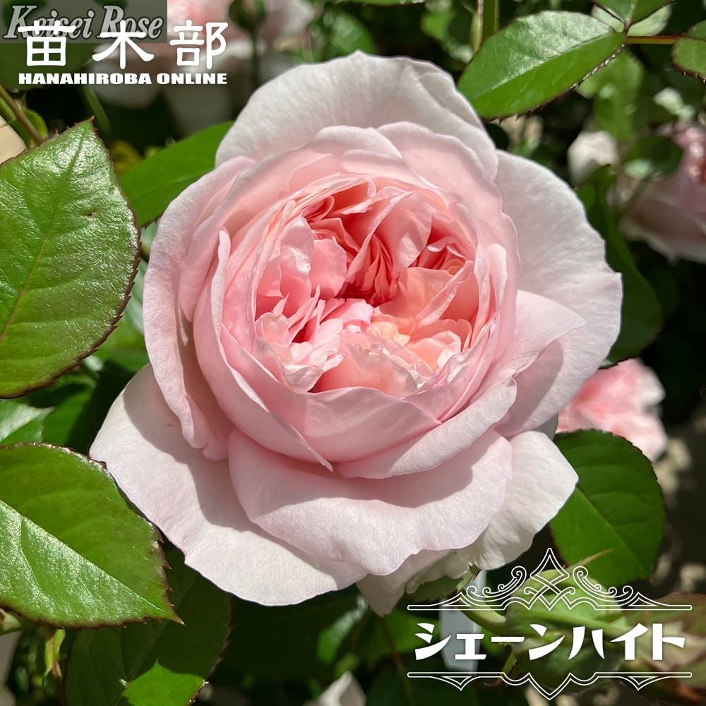 バラ苗 強香商品一覧 | 苗木部 本店 By 花ひろばオンライン