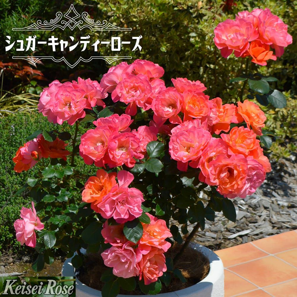 000000108317-01.jpg?size=l&w=