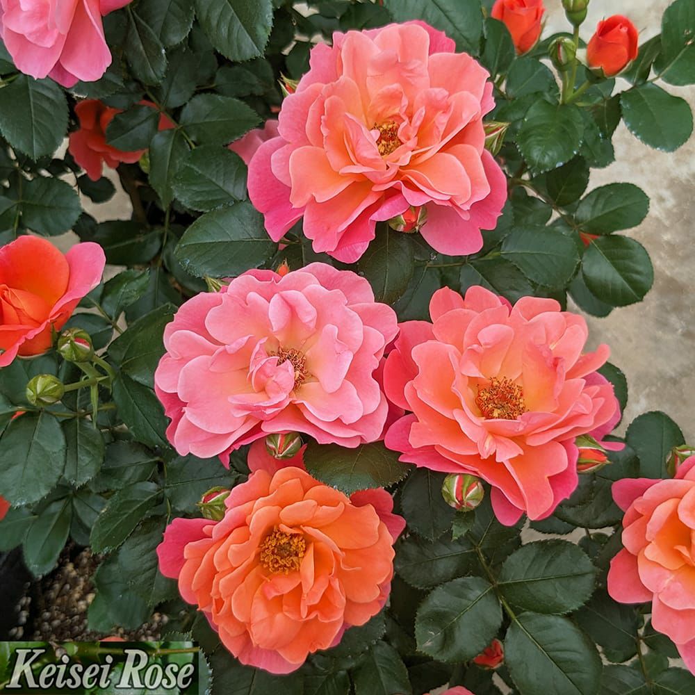 000000108317-03.jpg?size=l&w=