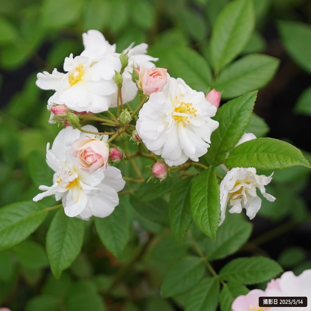 バラ スウィートシルエッタ CL クライミング (つるバラ) 苗 販売 苗木部