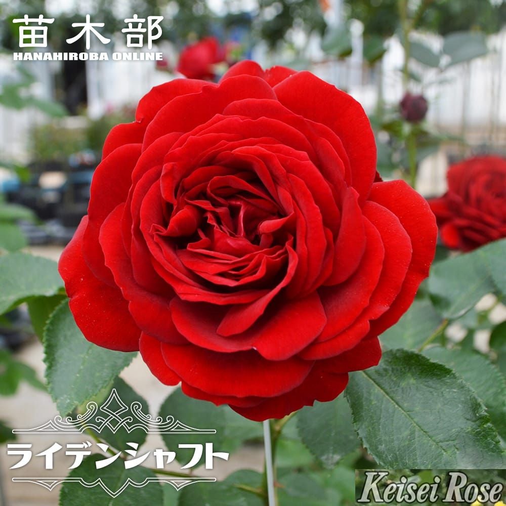 000000108320-01.jpg?size=l&w=