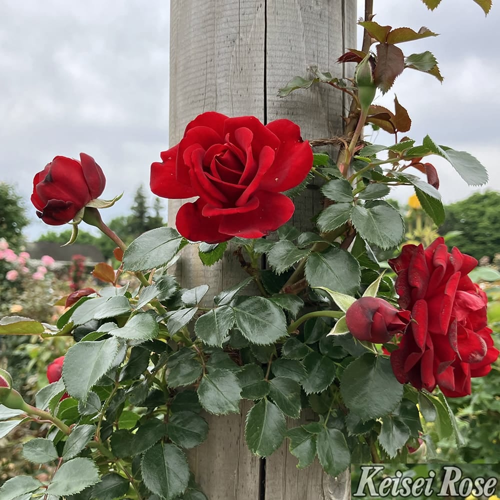 000000108320-03.jpg?size=l&w=