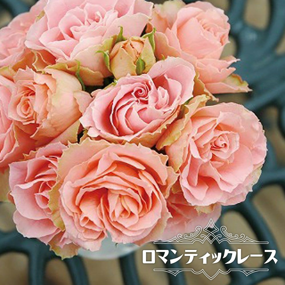 バラ ロマンティックレース FL フロリバンダ 苗 販売 苗木部 By 花