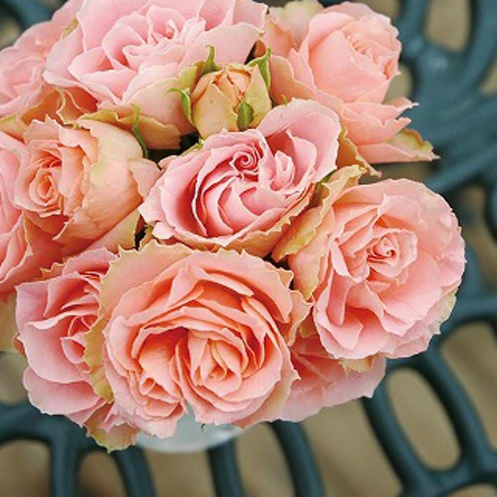 バラ ロマンティックレース FL フロリバンダ 苗 販売 苗木部 By 花