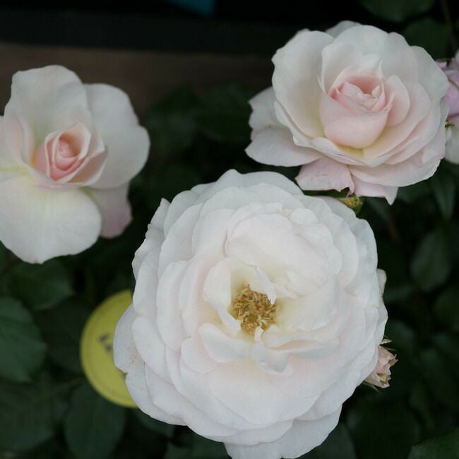 バラ 花ぼんぼり 苗 販売 苗木部 By 花ひろばオンライン