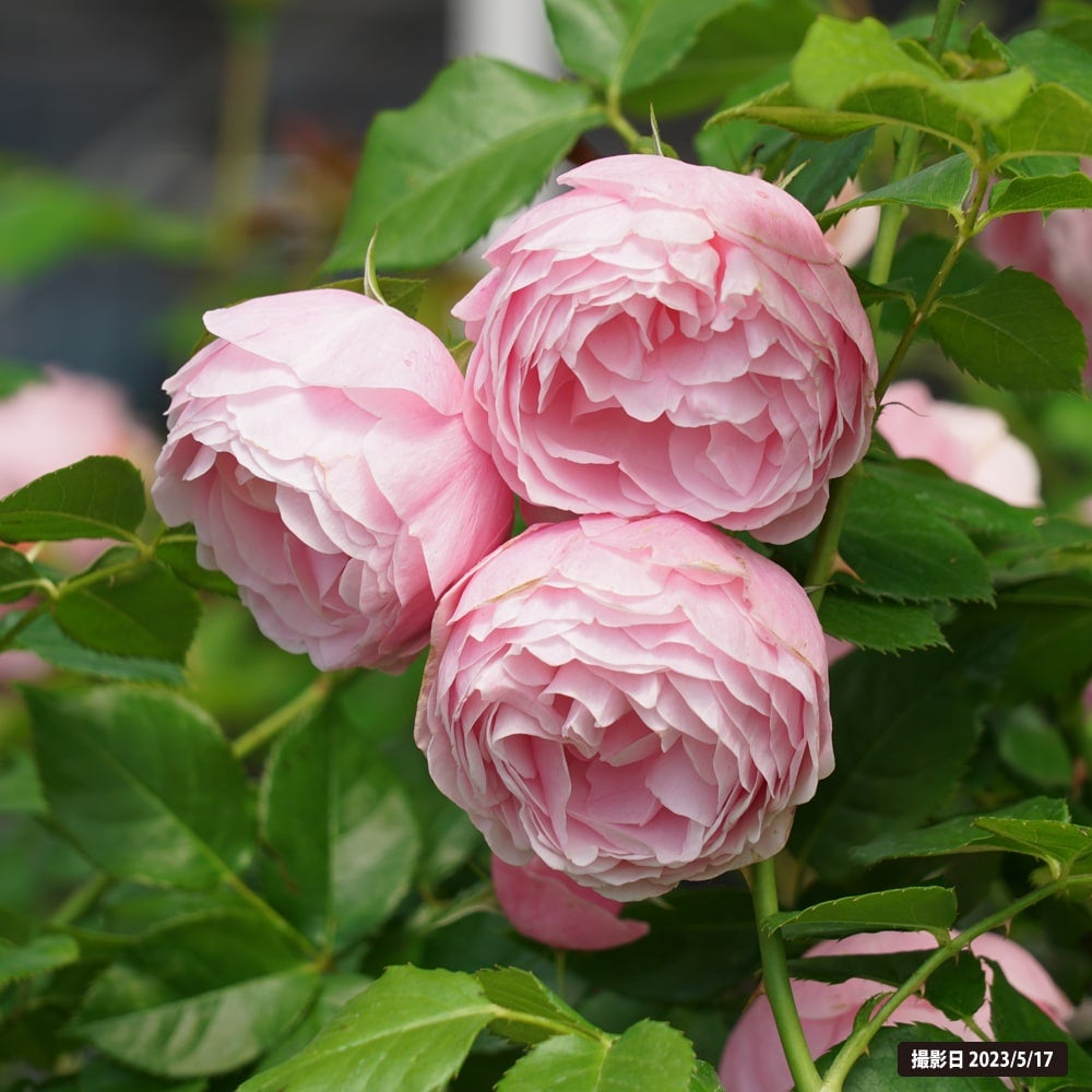 000000008427-06.jpg?size=l&w=