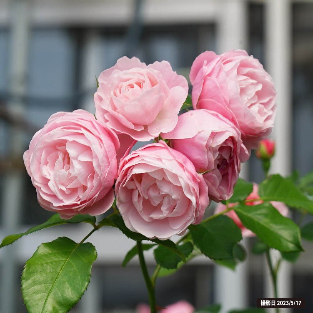 000000008427-07.jpg?size=l&w=