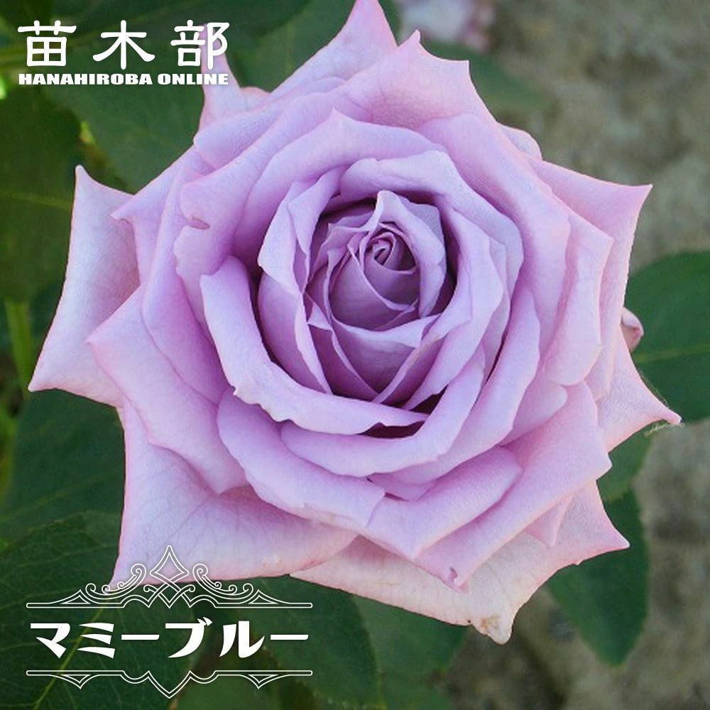 バラ ギーサヴォワ 苗 販売 苗木部 By 花ひろばオンライン