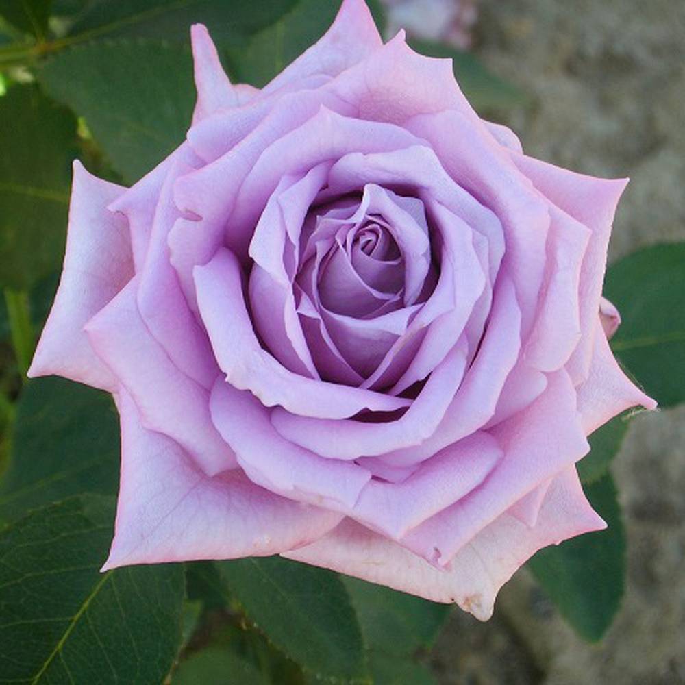 000000008483-06.jpg?size=l&w=