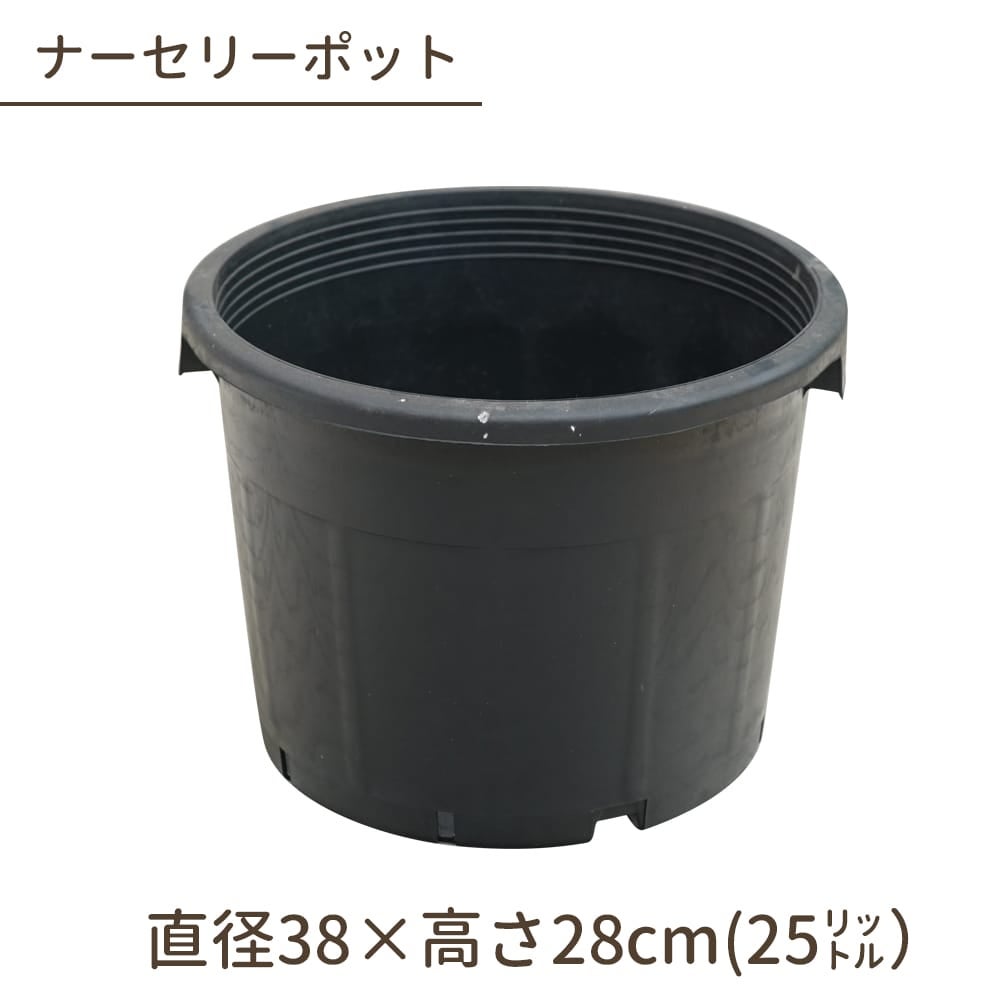 ソテツ 苗 通販 苗木部 By 花ひろばオンライン