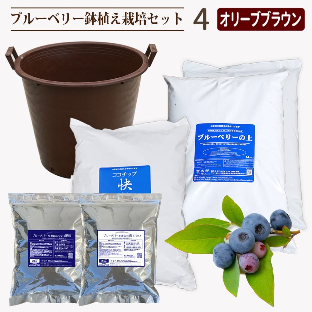 ブルーベリー鉢植えセット4オリーブブラウン
