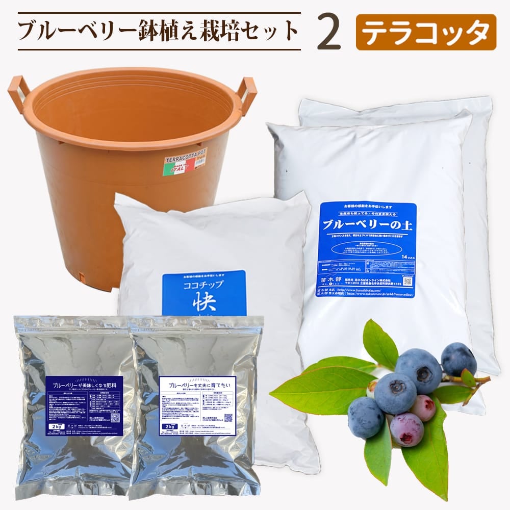 ブルーベリー鉢植えセット2.テラコッタ 