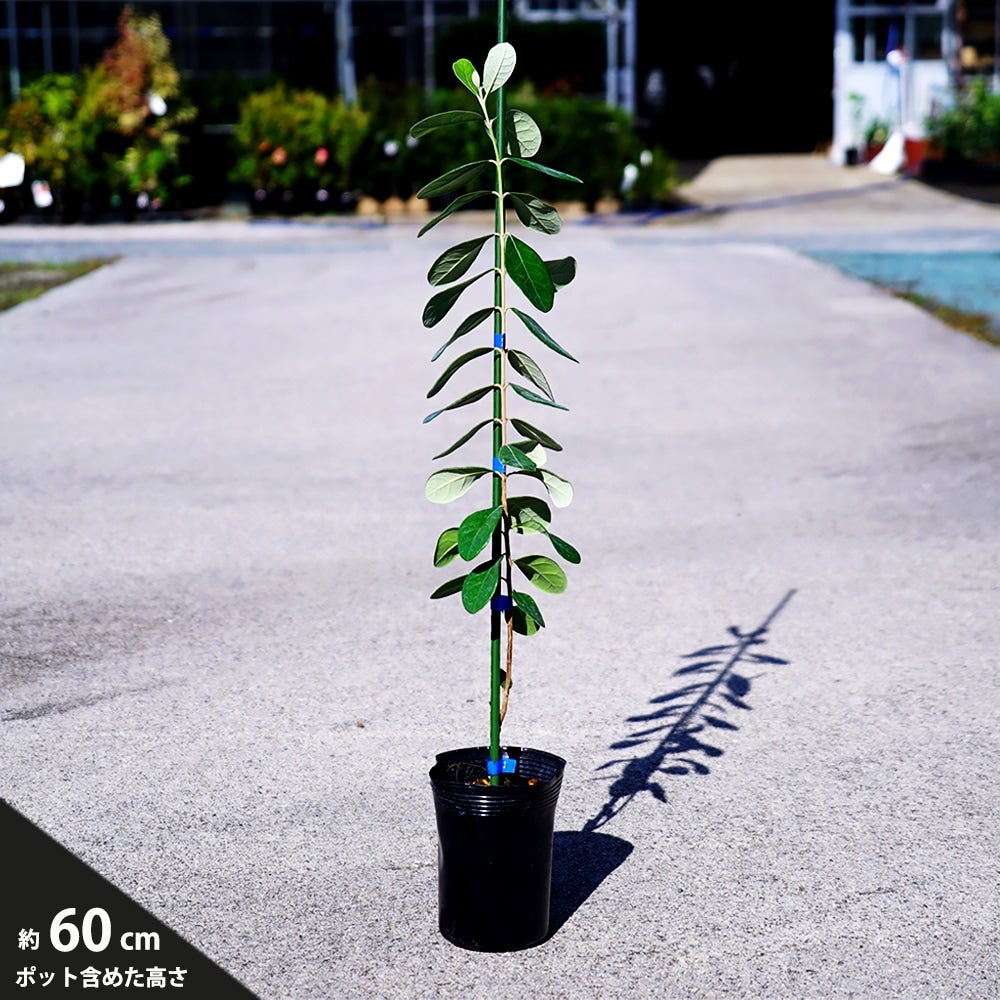 000000008685-04.jpg?size=l&w=