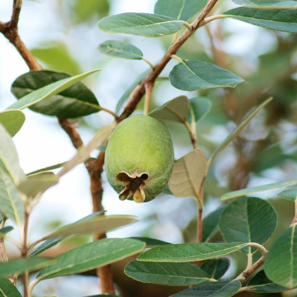 フェイジョア クーリッジ 苗 販売 苗木部 By 花ひろばオンライン