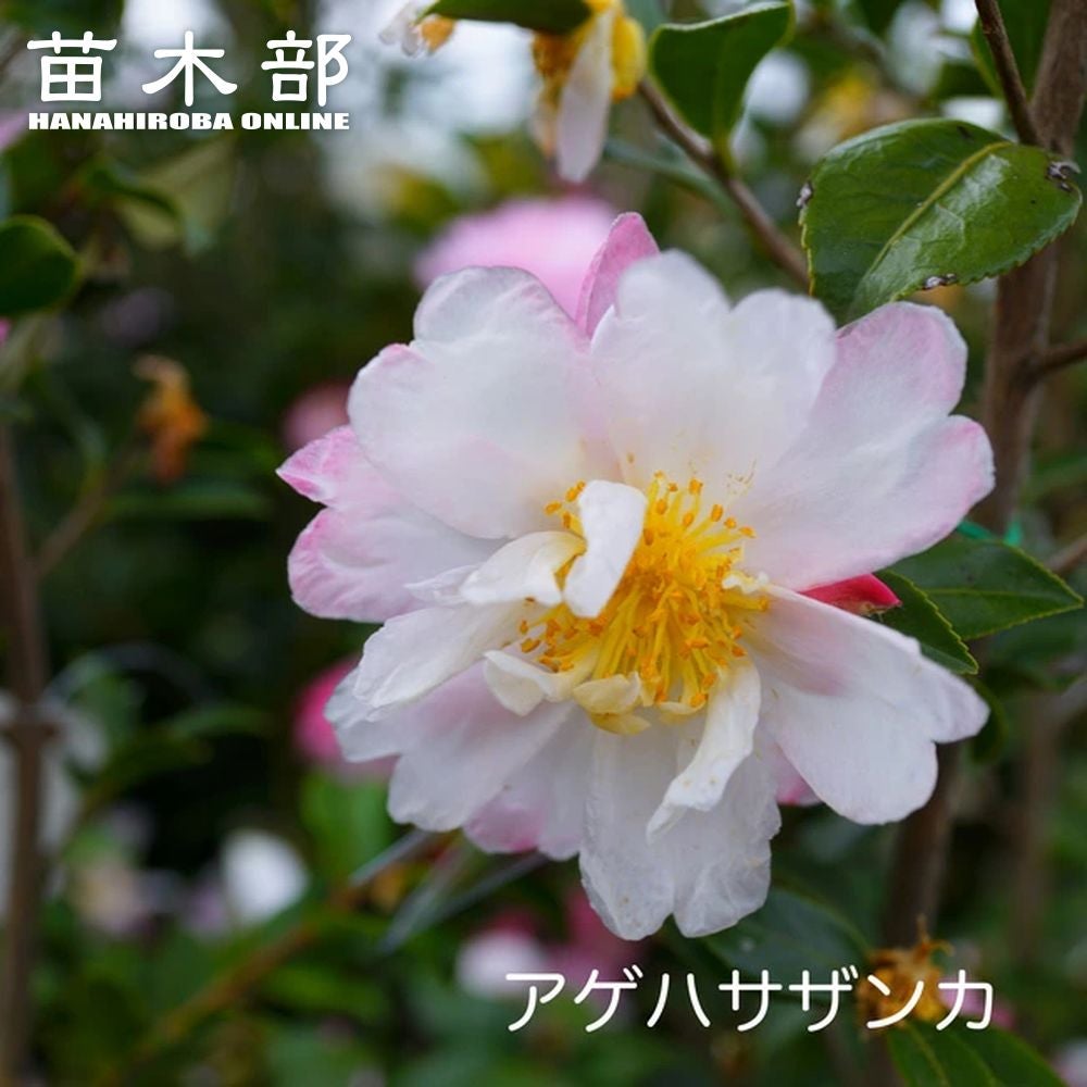 サザンカ アゲハサザンカ 苗 販売 苗木部 By 花ひろばオンライン