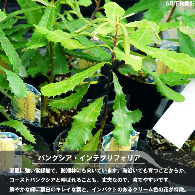 バンクシア インテグリフォリア コーストバンクシア 苗 通販 苗木部