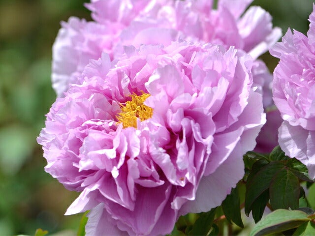 牡丹 鎌田錦 苗 販売 苗木部 By 花ひろばオンライン