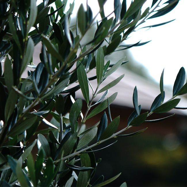 000000008863-02.jpg?size=l&w=