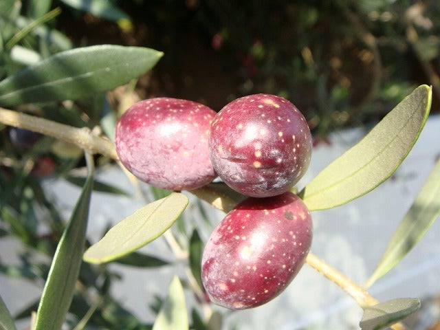 オリーブ ミッション 苗 販売 苗木部 By 花ひろばオンライン