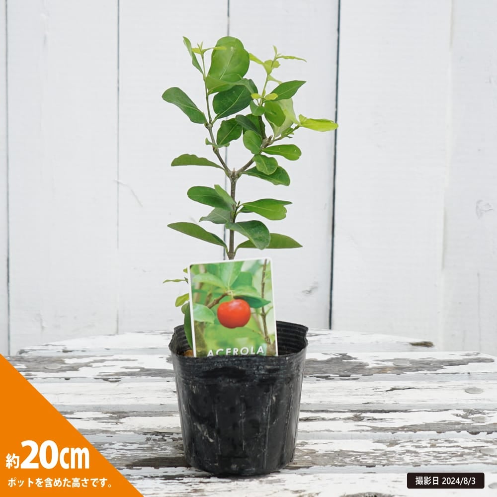 000000108813-04.jpg?size=l&w=