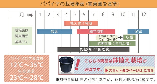 ゴールデンパパイヤ 苗 販売 苗木部 By 花ひろばオンライン
