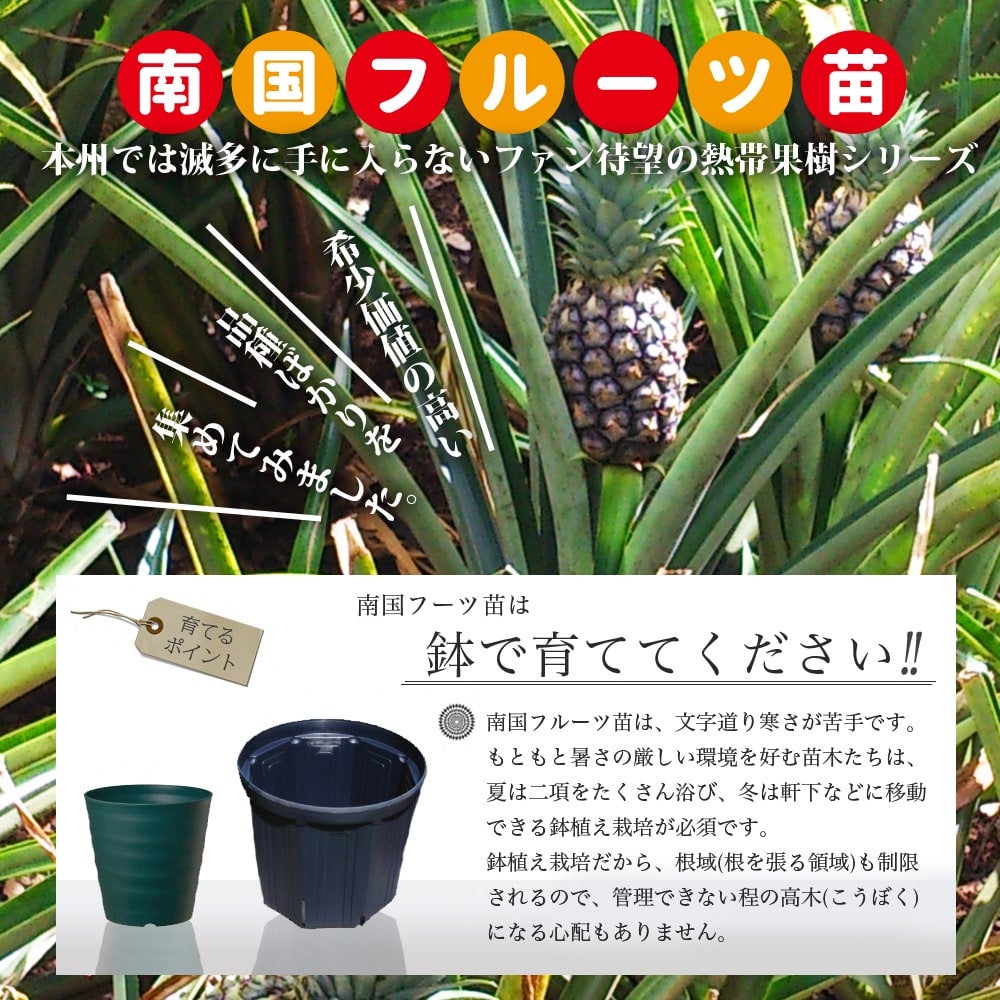 パパイヤ苗　ゴールデン10鉢 ゴールデンパパイヤ 苗 販売 苗木部 By 花ひろばオンライン