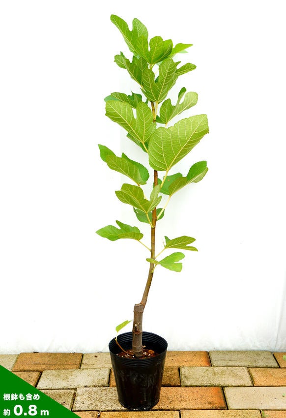 イチジク 苗木 鉢植え 果樹品種名はグレーのセントジョンとパープルの