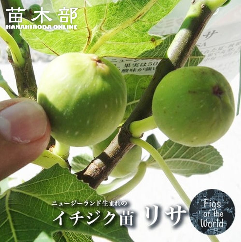 イチジク 夏秋兼用種 ブリジャソットグリース 苗 販売 苗木部 By 花