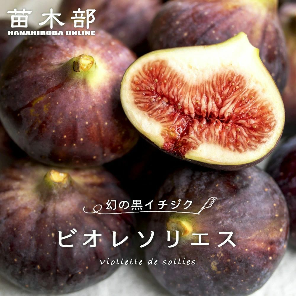 000000008919-01.jpg?size=m&w=