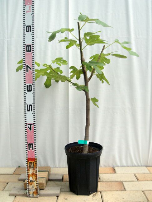 000000008919-02.jpg?size=l&w=