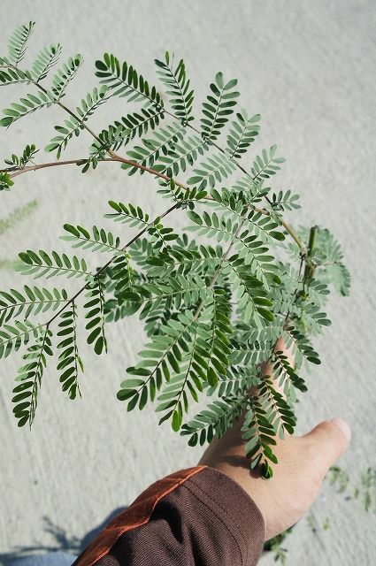 アカシア スペクタビリス 苗 販売 苗木部 By 花ひろばオンライン