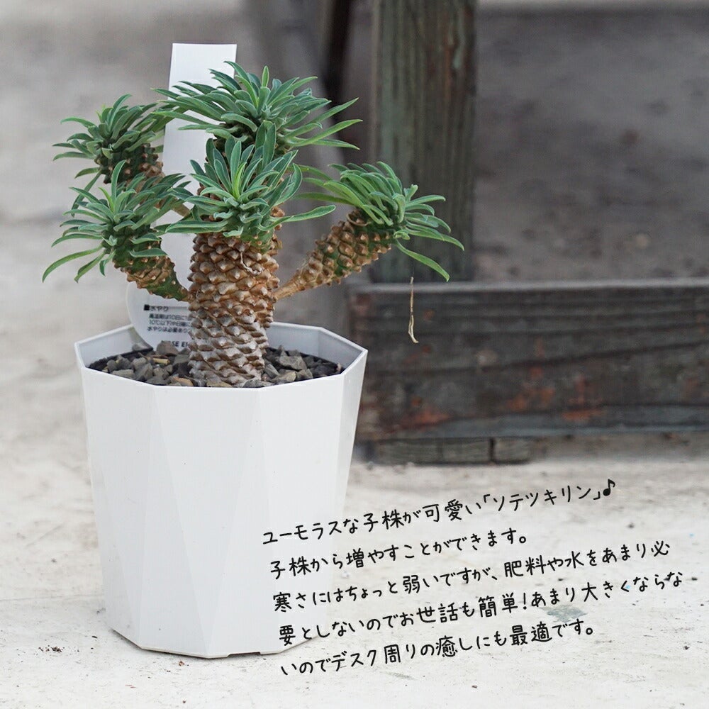 ソテツキリン パイナップルコーン 苗 販売 苗木部 By 花ひろばオンライン