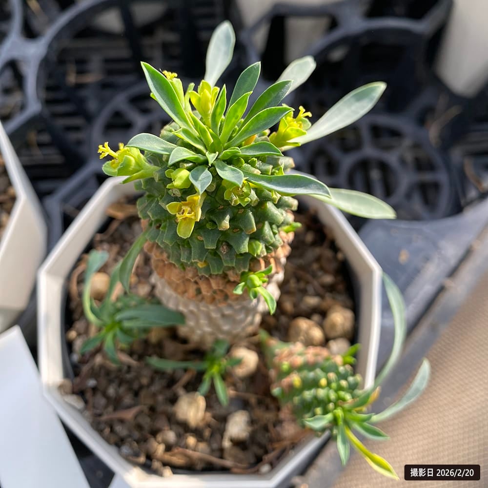 ソテツキリン パイナップルコーン 苗 販売 苗木部 By 花ひろばオンライン