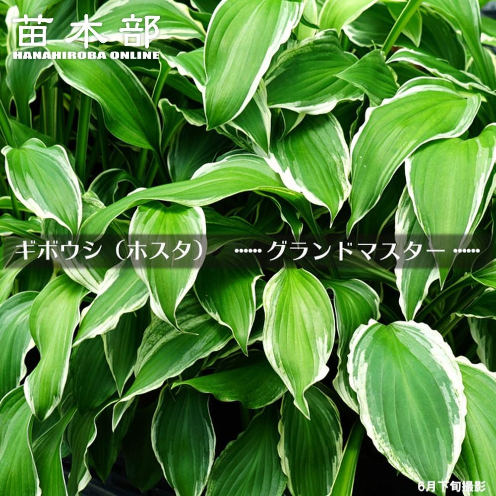 ⭐️ホスタ　ギボウシ⭐️ グランドマスター】 ギボウシ ホスタ 6号ポット大苗 | 苗木部 本店 By