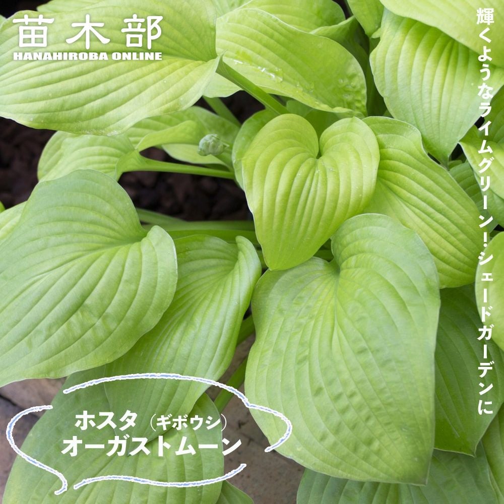 ホスタ ファーストフロスト 苗 販売 苗木部 By 花ひろばオンライン