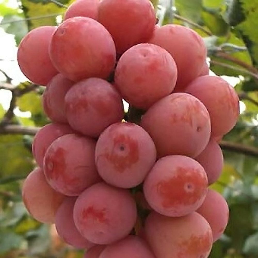 ブドウ 欧米雑種4倍体 クイーンニーナ 苗 販売 苗木部 By 花ひろば