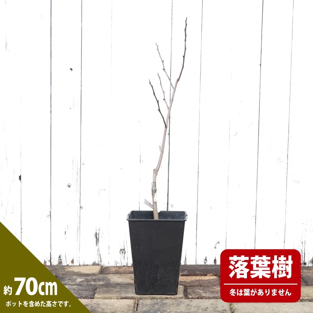 000000009390-02.jpg?size=l&w=