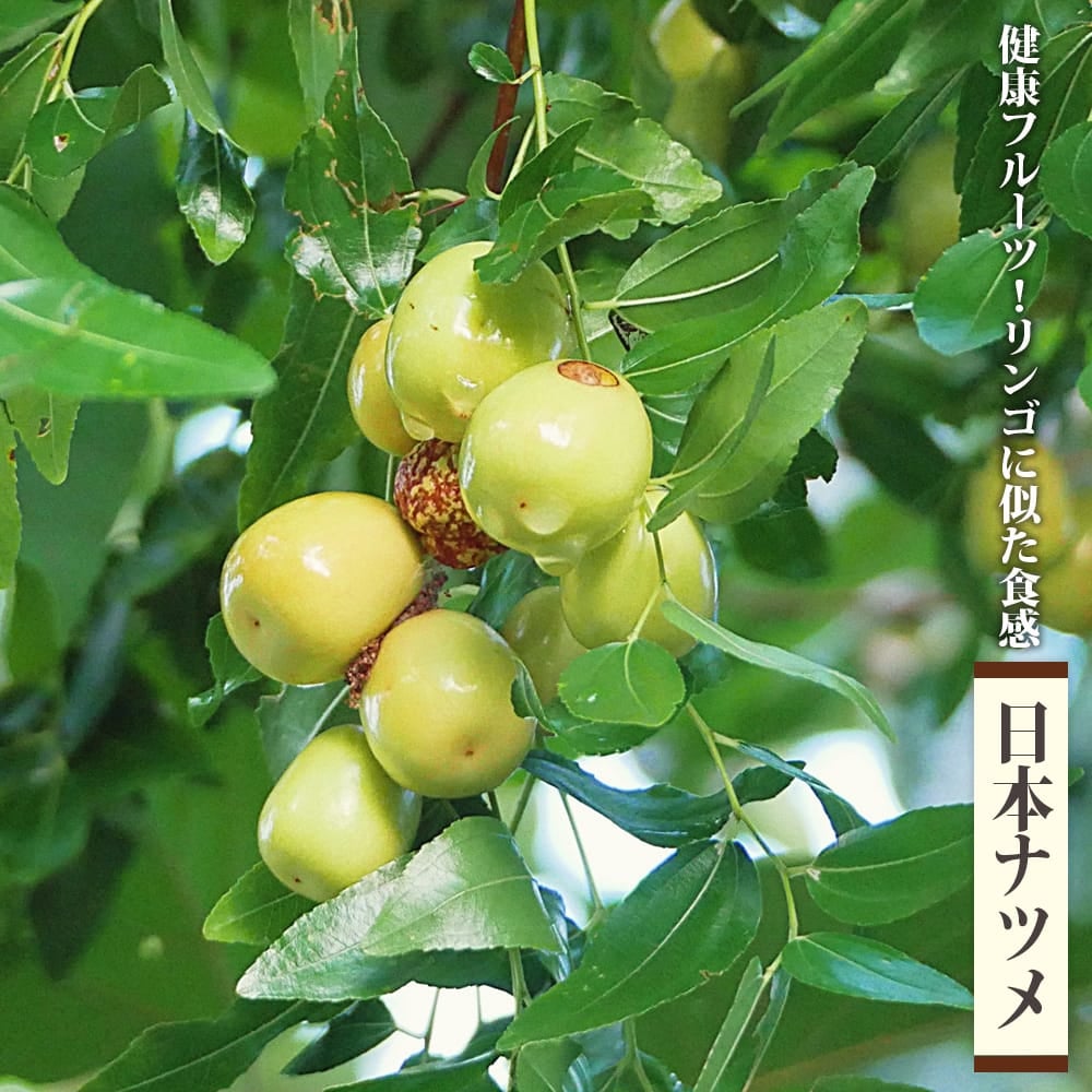ナツメの木 鉢植え 果樹 苗木　大苗　開花 ナツメ 日本ナツメ 苗 通販 苗木部 By 花ひろばオンライン