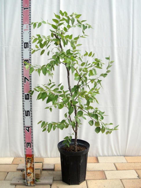 ナツメの木 鉢植え 果樹 苗木　大苗　開花 000000009450-04.jpg?size=l&w=