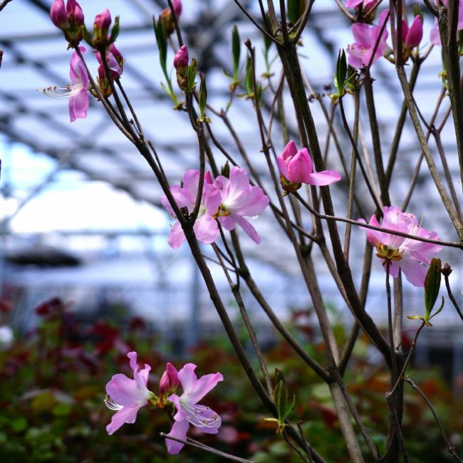 クロフネツツジ 苗 販売 苗木部 By 花ひろばオンライン