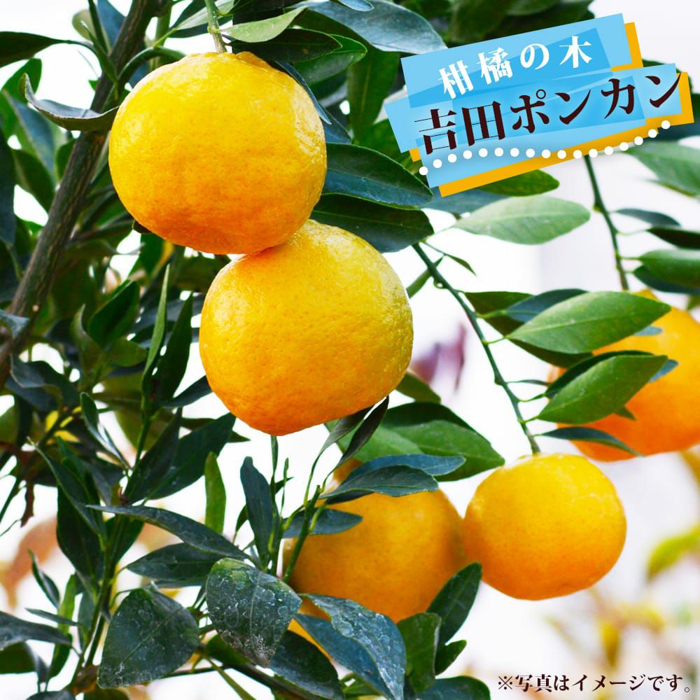 000000109650-01.jpg?size=l&w=